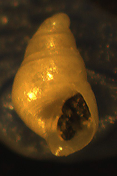 Piccolina da identificare